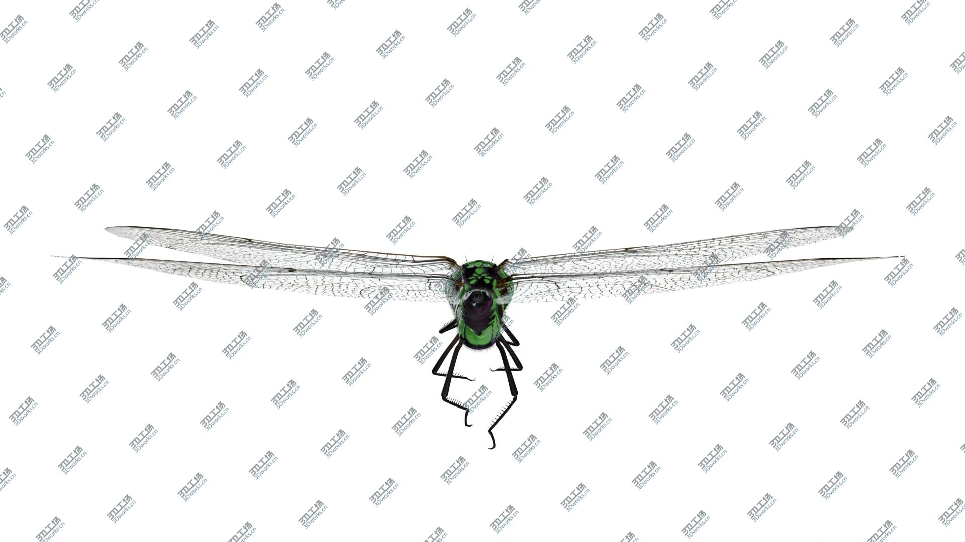 images/goods_img/202104093/Green  Aeshna dragonfly 3D model/3.jpg